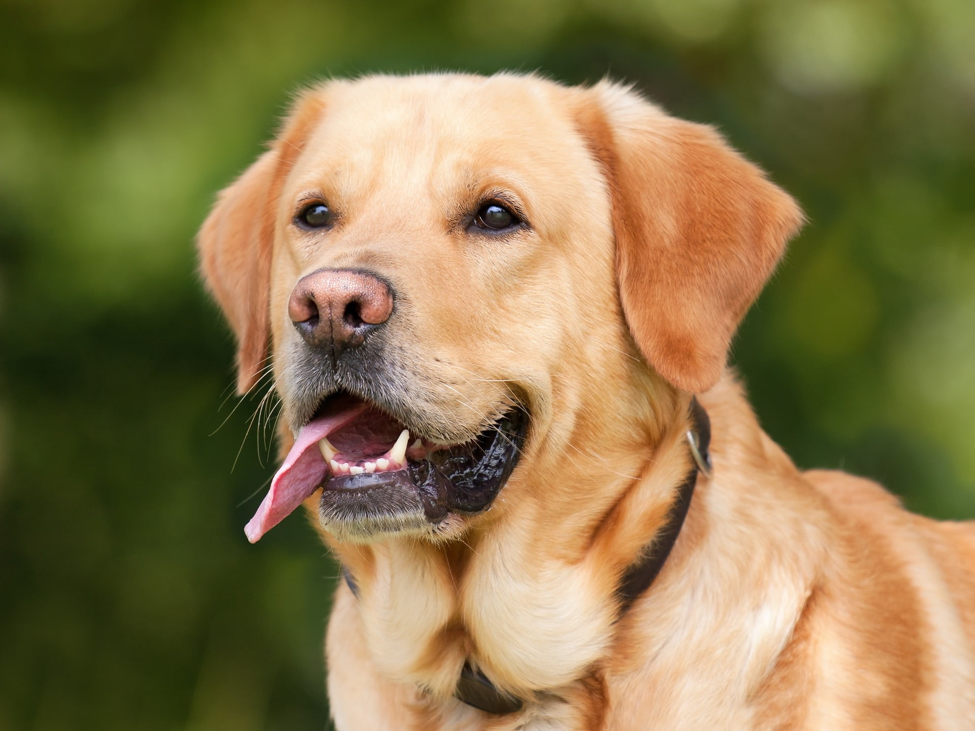 Försäkra vuxen hund utan tidigare hundförsäkring