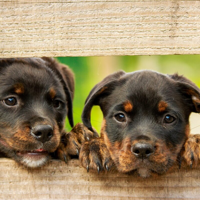 Jämför hundförsäkringar - Försäkra hundvalpar