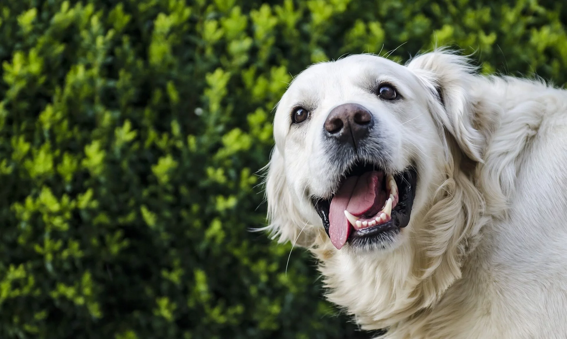 Jämför tandvård mellan hundförsäkringar