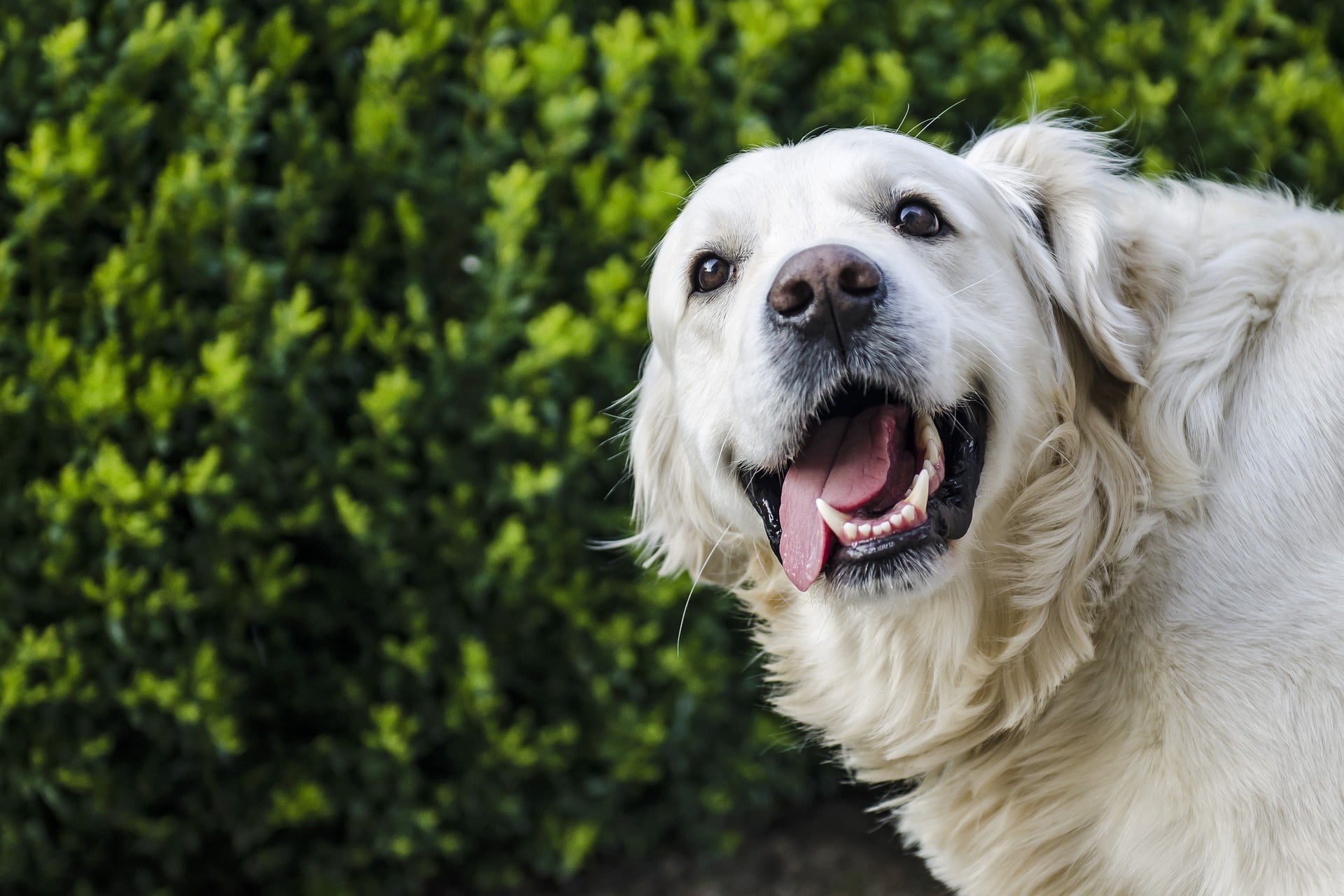 Golden Retriever - En av de mest populära hundraserna i Sverige